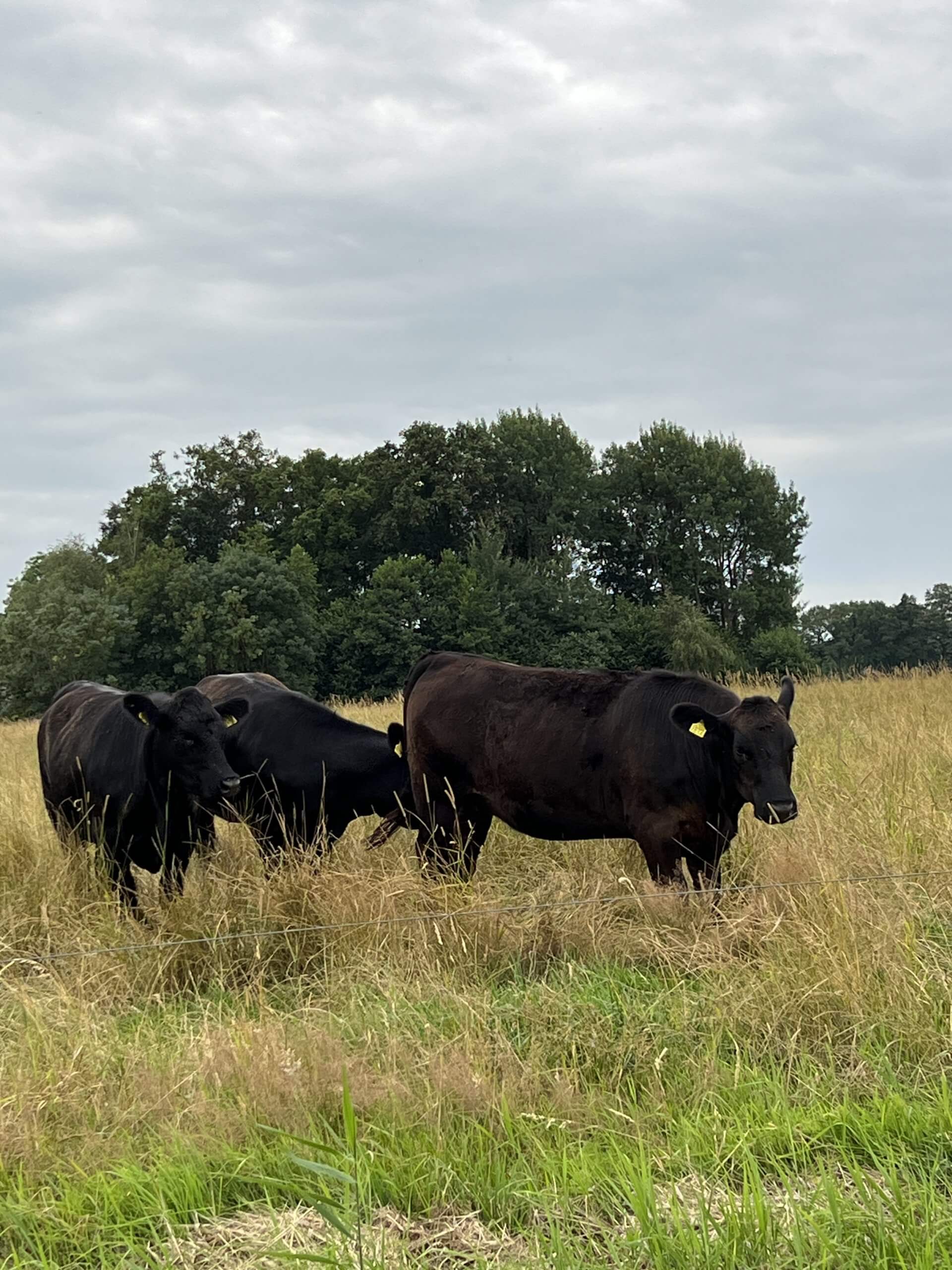 Vleespakket Black Angus (5 kg) - Afbeelding 3