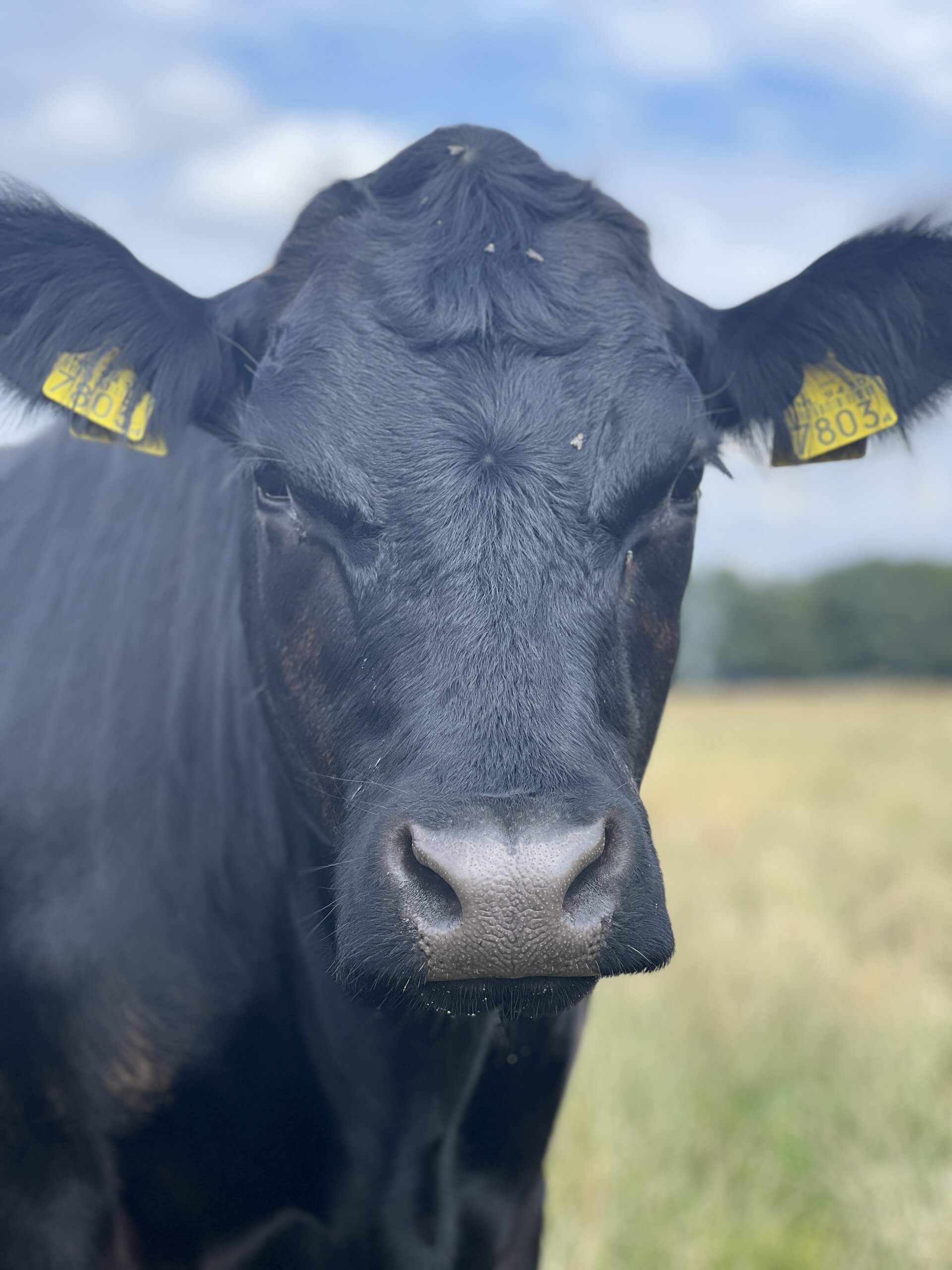 Vleespakket Black Angus (5 kg) - Afbeelding 2